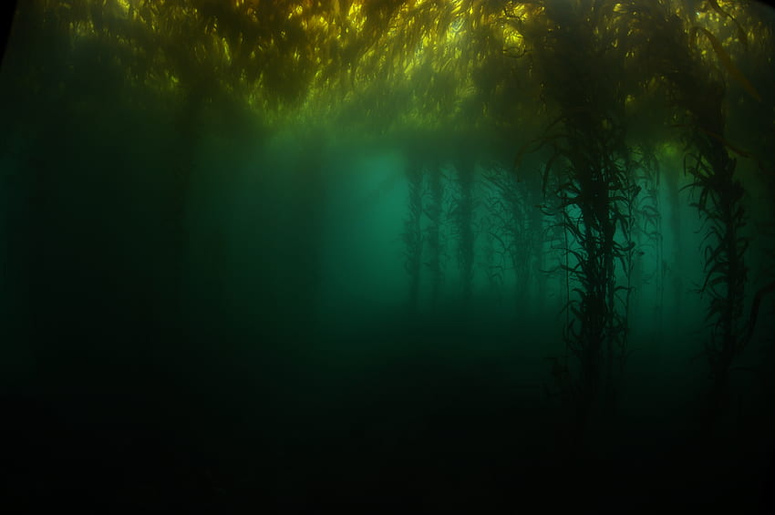 Kelp Forest, Rumput Laut Wallpaper HD