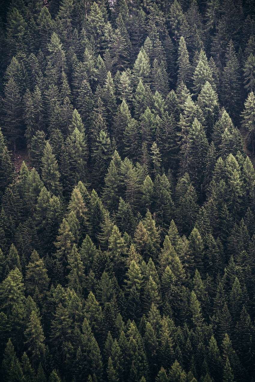 自然, 木, 松, 上からの眺め, 森林, 針 HD電話の壁紙