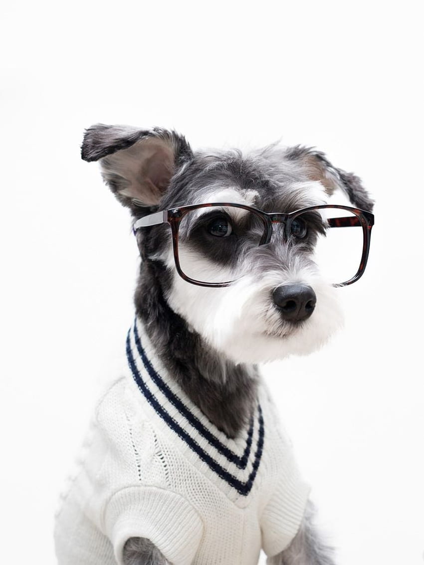 Filhote de cachorro hipster fofo, cachorros fofos com óculos Papel de parede de celular HD