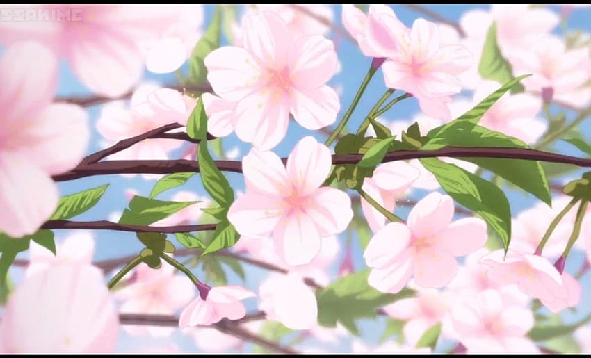Pink Blossom, ดอกไม้, ความงาม, ดี, ดอกไม้, งดงาม, ดอกซากุระ, บุคคล 4, ดอก, ญี่ปุ่น, หวาน, ฉาก, ญี่ปุ่น, สวย, สาขา, ชมพู, พืช, พริตตี้, ซากุระ, สาขา, ซากุระบาน, น่ารัก วอลล์เปเปอร์ HD