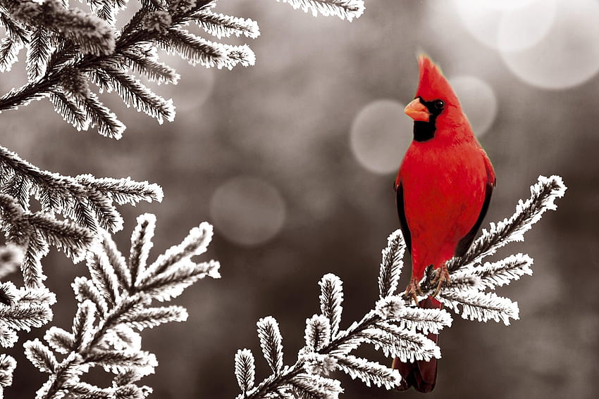 и фон на мъжки кардинал, кацнал на дърво в снега за феновете на птиците. HD тапет