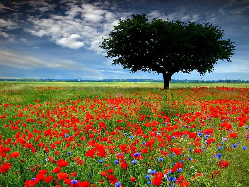 feilds of wild poppies. how i miss the french countryside HD wallpaper