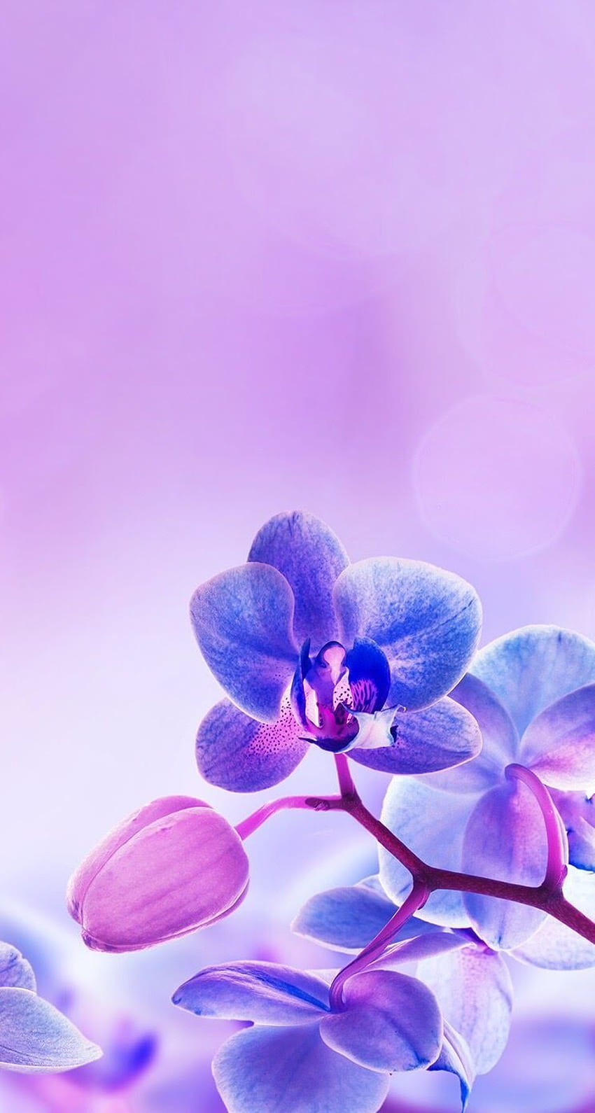 Purple orchid iPhone background lockscreen. HD phone wallpaper