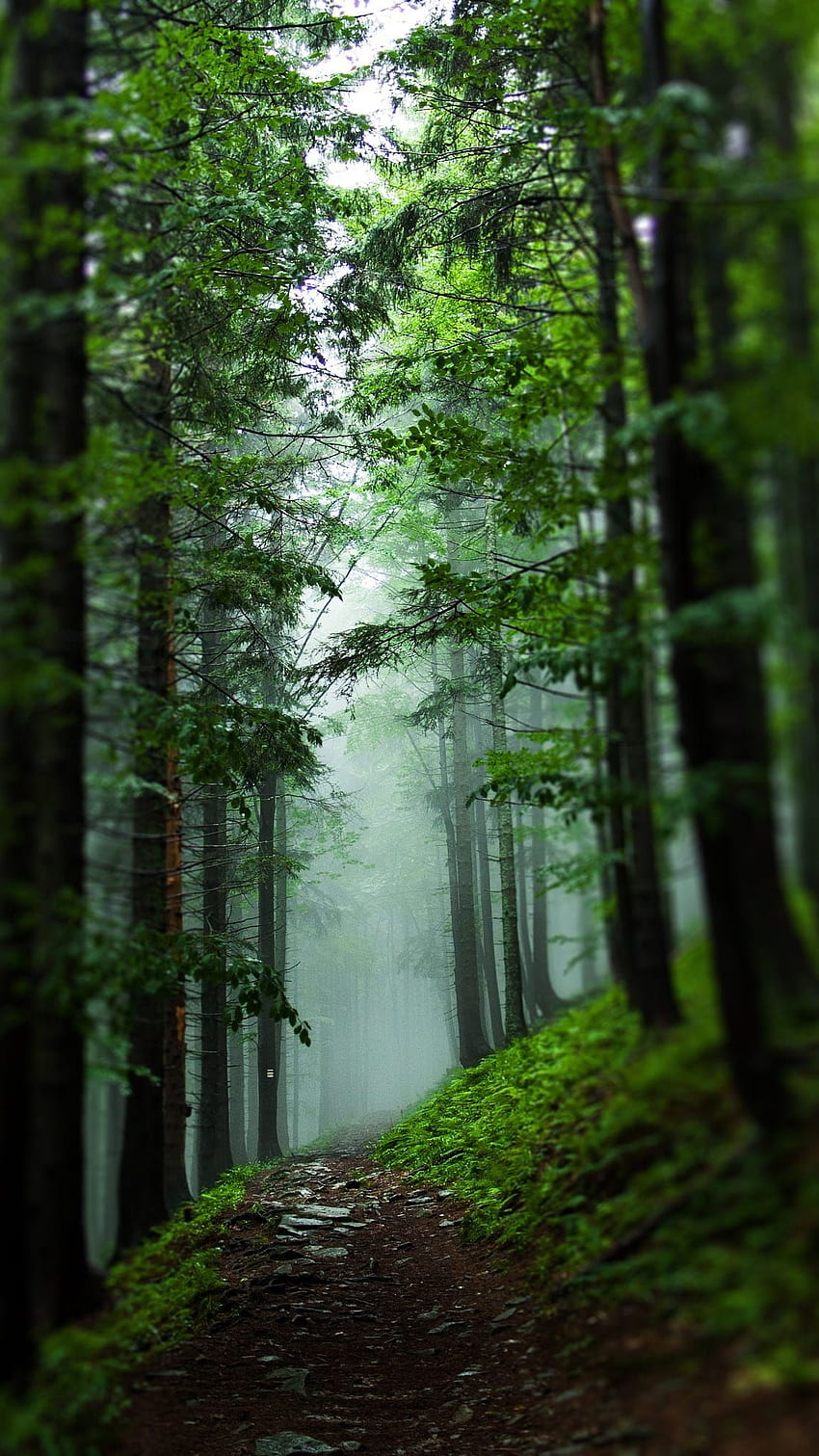 Wald, Natur HD-Handy-Hintergrundbild