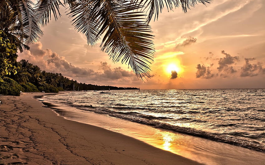 Magnífica puesta de sol sobre playa tropical, palmera, tropical, árboles, cielo, naturaleza, puesta de sol, playa fondo de pantalla