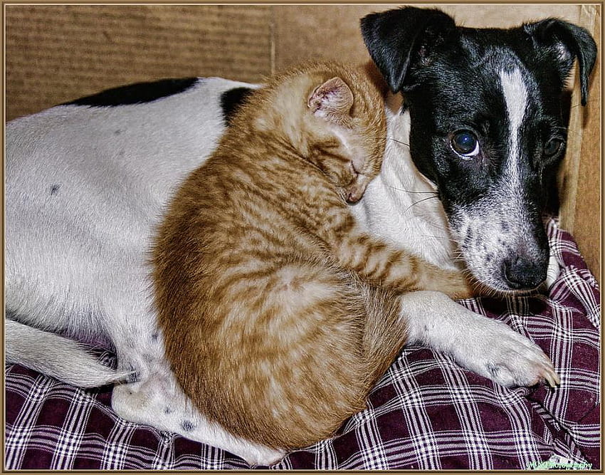 pillow, dog, kitten, puppy, cat HD wallpaper