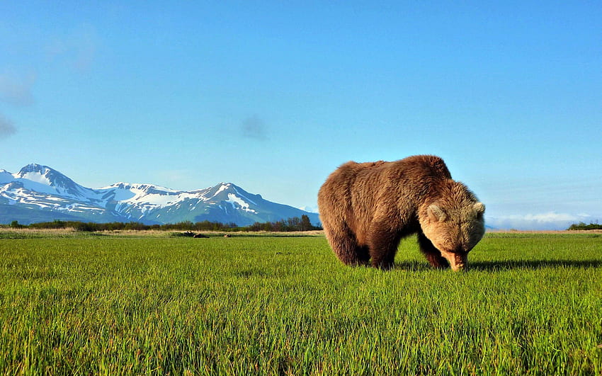 Animals, Grass, Brown, Bear, Stroll HD wallpaper