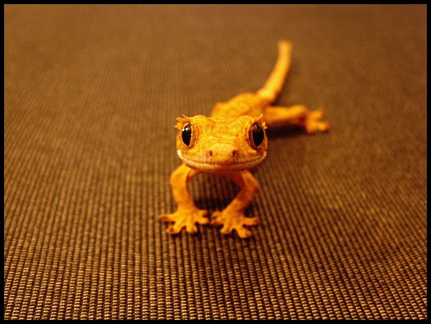 Eyelash Crested Gecko baby : aww HD wallpaper