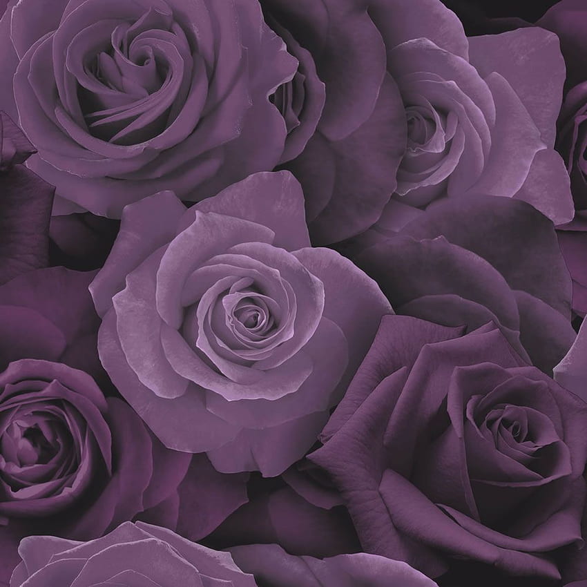 Arthouse 紫のバラの花。 ・在庫あり、シンガポールフラワー HD電話の壁紙