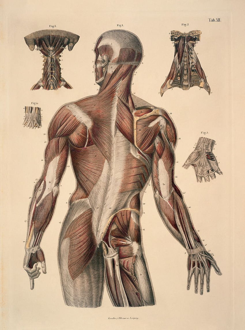 Manusia 에 있는 weir gygq님의 핀. 운동, Otot Anatomi wallpaper ponsel HD