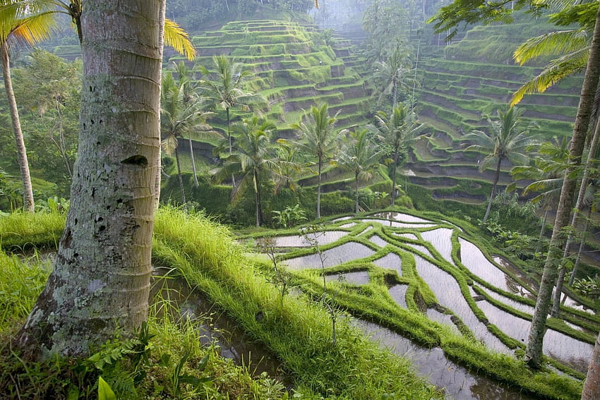 Natur, Palmen, Asien, Bauernhof, Wirtschaft, Reisfelder HD-Hintergrundbild