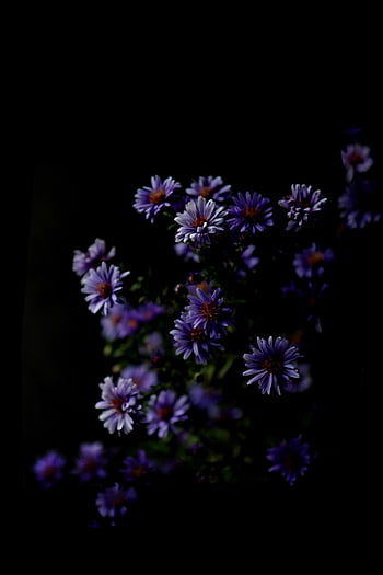 Dark purple flower HD wallpapers | Pxfuel