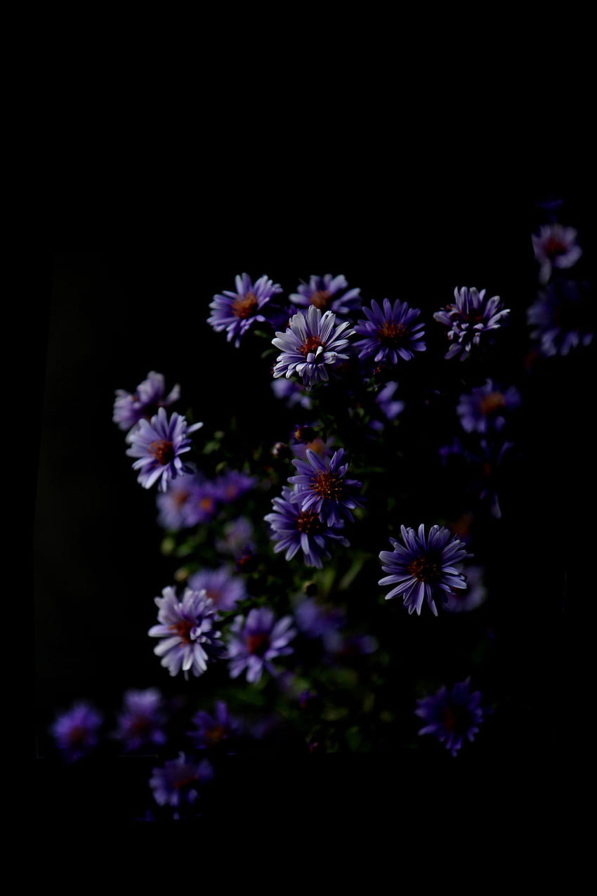 แอสเตอร์ ยัง (แมรี่ โจ ฮอฟฟ์แมน) พื้นหลังดอกไม้ พื้นหลังสีดำ ดอกไม้สีเข้ม ดอกไม้สีม่วงเข้ม วอลล์เปเปอร์โทรศัพท์ HD
