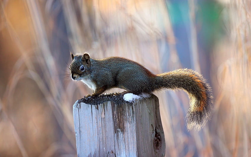 Animals, Squirrel, Sit, Pillar, Post, Tail, Log HD wallpaper