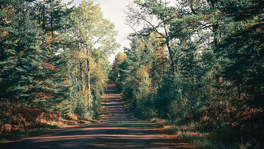 Nature, Trees, Road, Shadow HD wallpaper