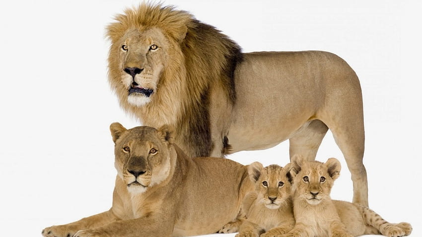 Keluarga singa, familia, minunati, regelui, leu Wallpaper HD