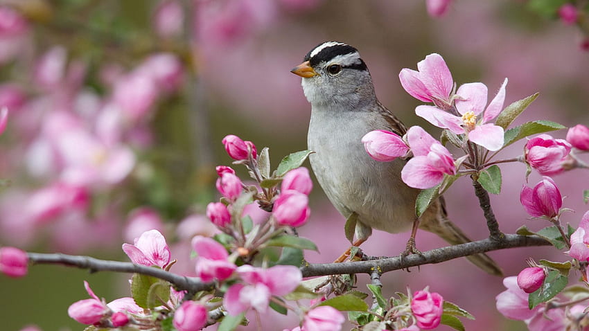 Animals, Flowers, Bird, Sparrow, Branches, Bloom, Flowering HD wallpaper