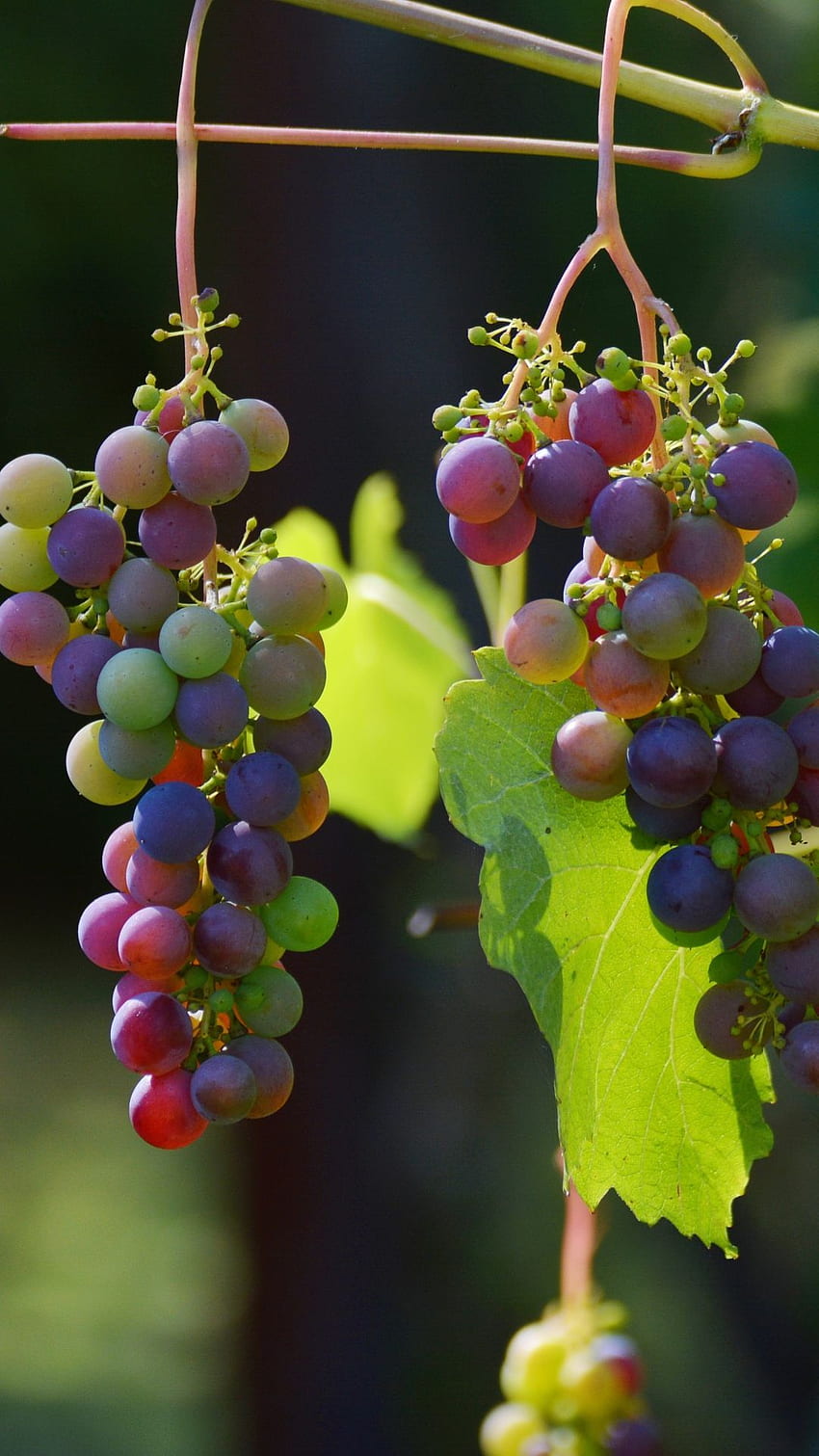 Grapes Vines Berries iPhone 8 . Grape , Grapes HD phone wallpaper