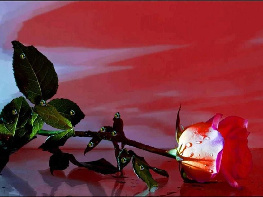 Червена роза, капчици вода, зелени листа, червени рози, красиво, прекрасно, листенца HD тапет