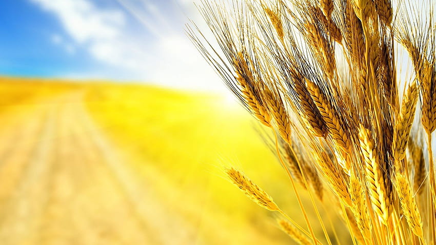 Tumbuhan: Ukraina Rye Ears Wheat Grass Field Alam Yang Indah Wallpaper HD