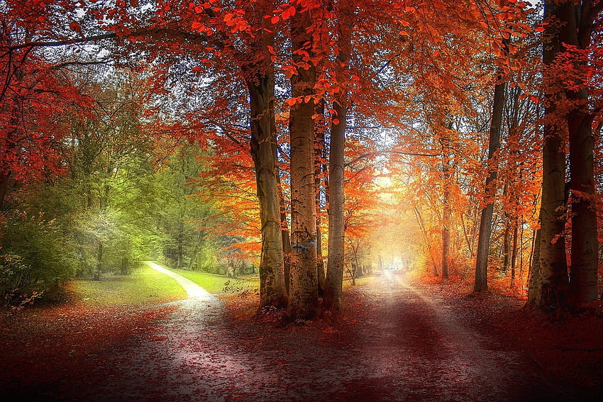 autumn woods, footpath, trees, autumn, woods HD wallpaper