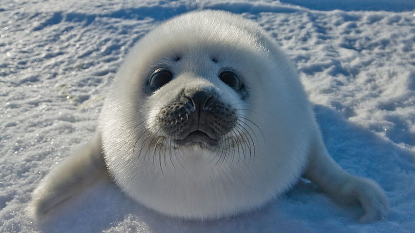 Bebê foca, foca engraçada papel de parede HD