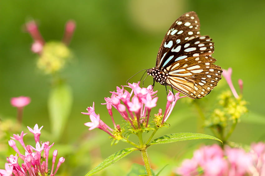 꽃, 패턴, 매크로, 나비, 날개 HD 월페이퍼