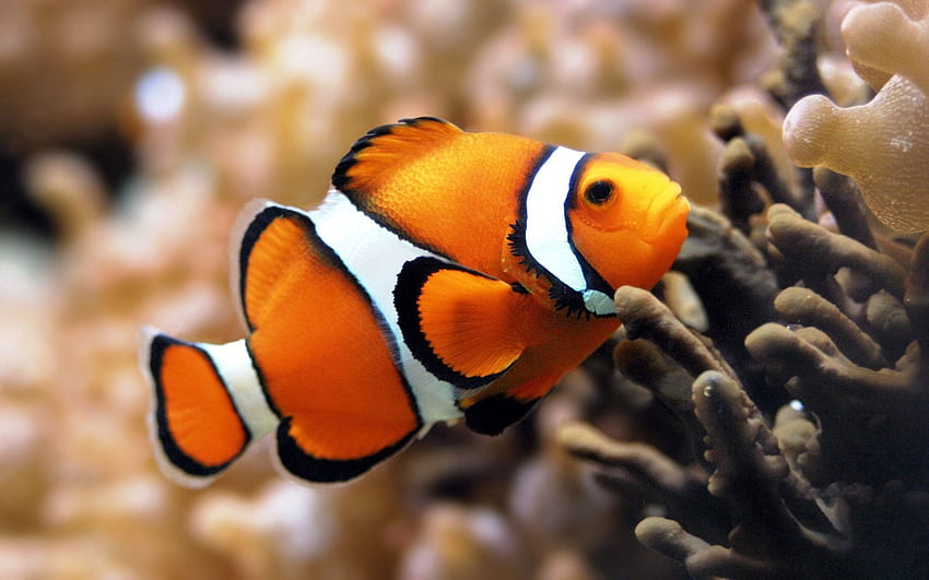 Animals, Sea, Ocean, Color, Underwater World, To Swim, Swim, Fish HD  wallpaper | Pxfuel