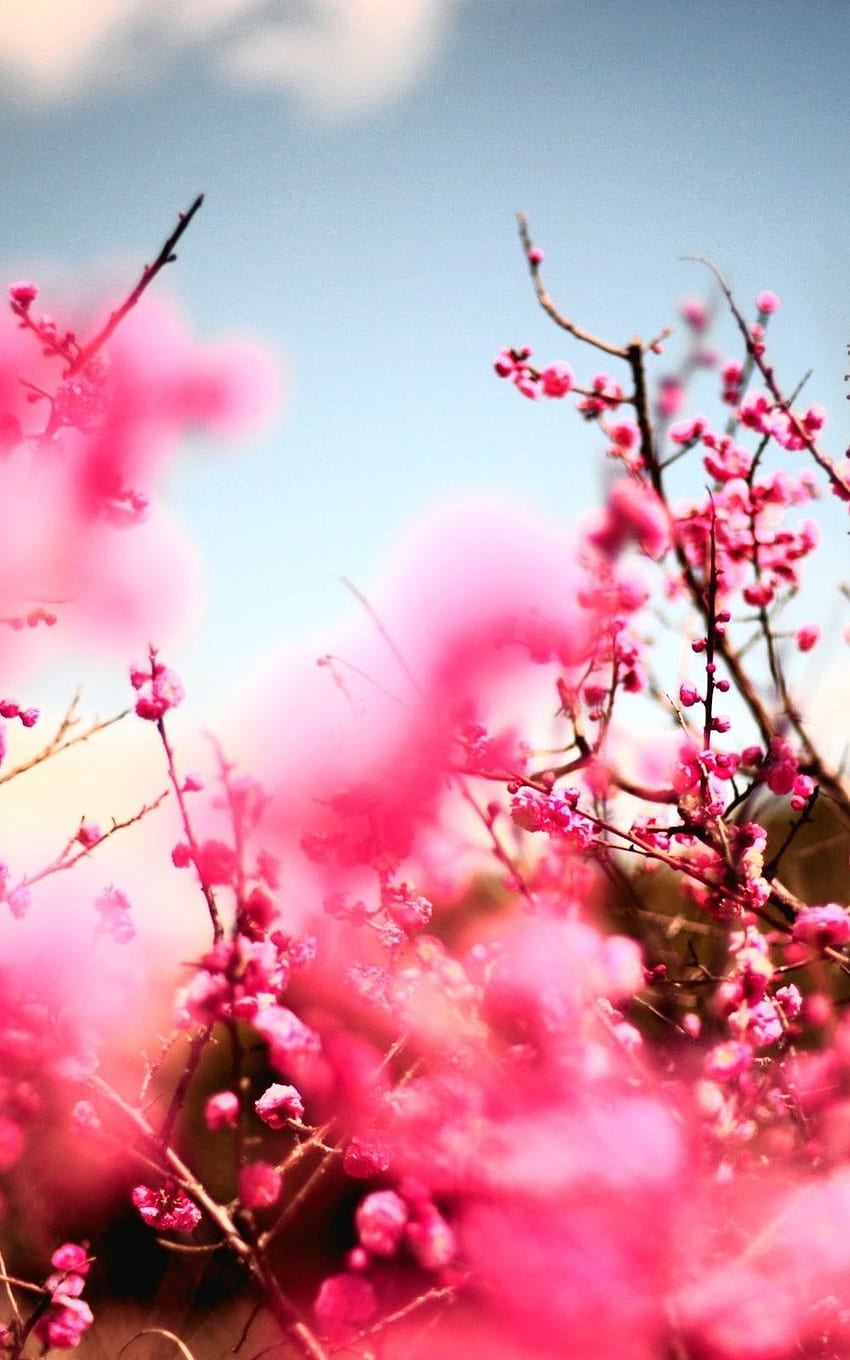 Pink Cherry Blossom Tree Android HD phone wallpaper | Pxfuel