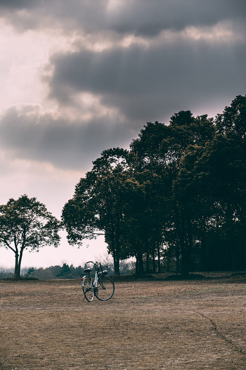 ธรรมชาติ ต้นไม้ หญ้า เมฆ มีเมฆมาก มืดครึ้ม โพลีอานา ทุ่งโล่ง จักรยาน วอลล์เปเปอร์โทรศัพท์ HD