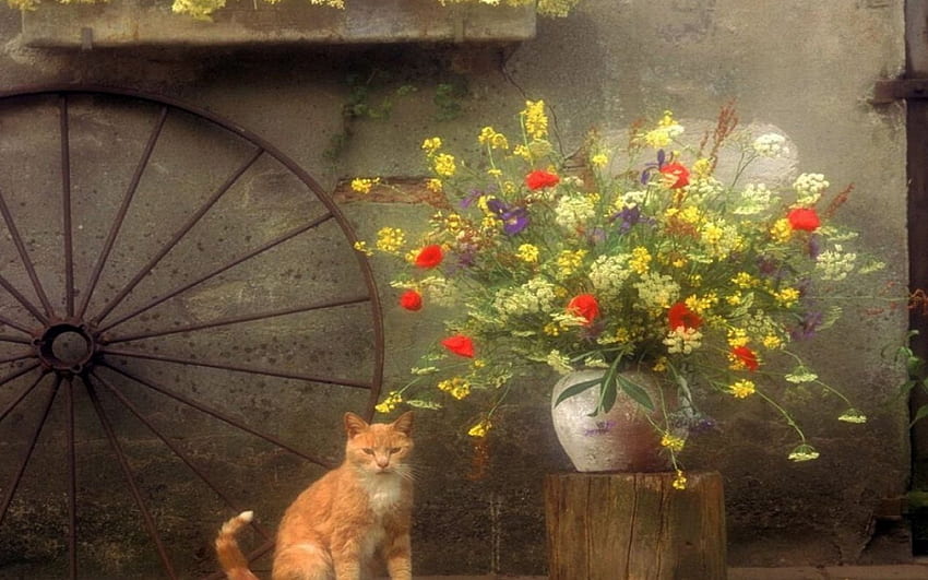 Catty, bricks, flowers, wagon wheel, door HD wallpaper