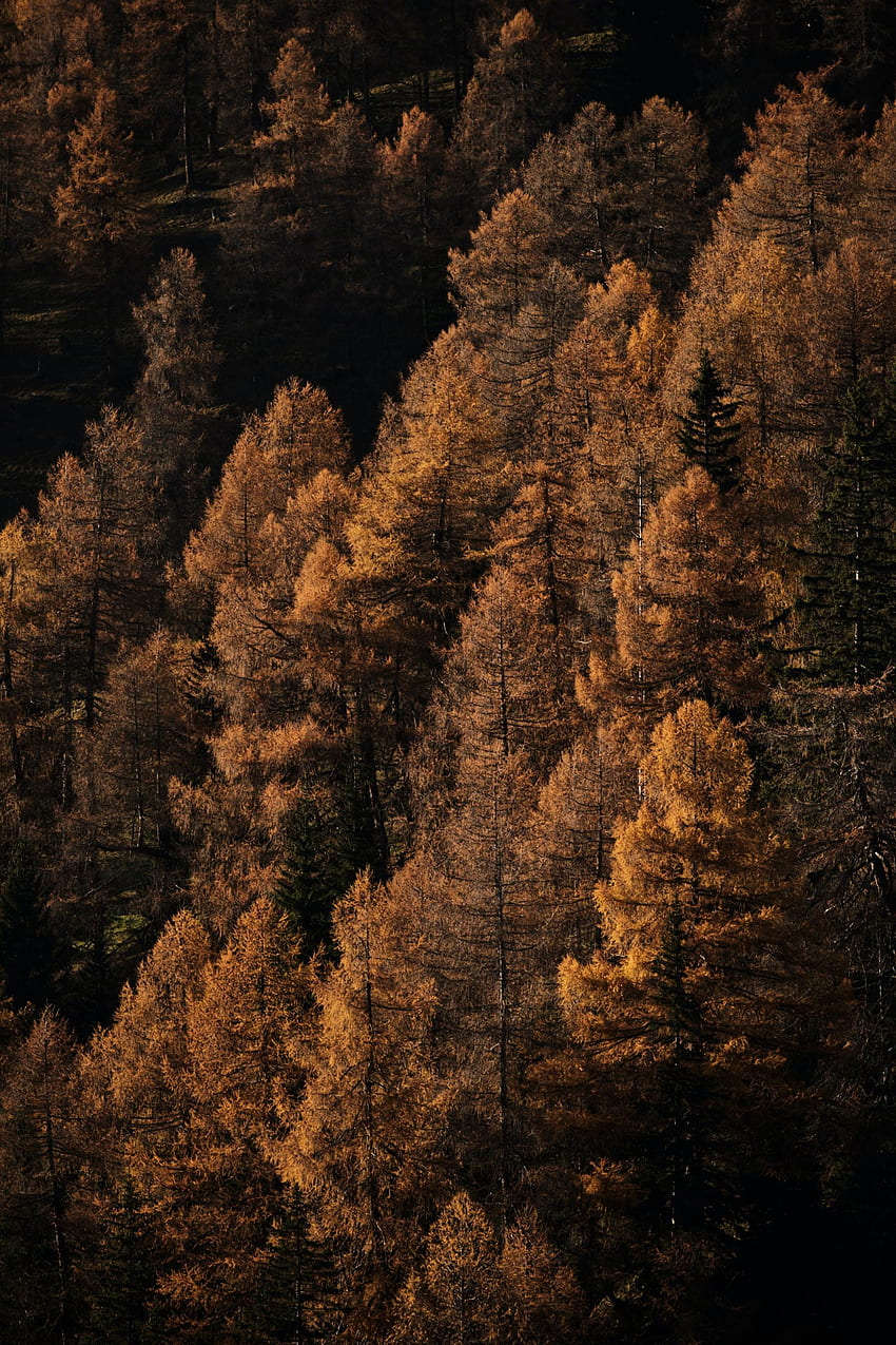 Natura, Drzewa, Jesień, Las, Brązowy Tapeta na telefon HD