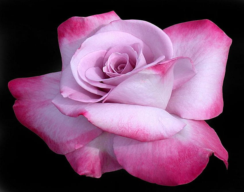 Rosa auf rosa Rose, Pflanzen, weich, schön, Rose, rosa, zart, hübsch, Blüten, Knospe, Natur, Blumen, Blüten, lieblich HD-Hintergrundbild
