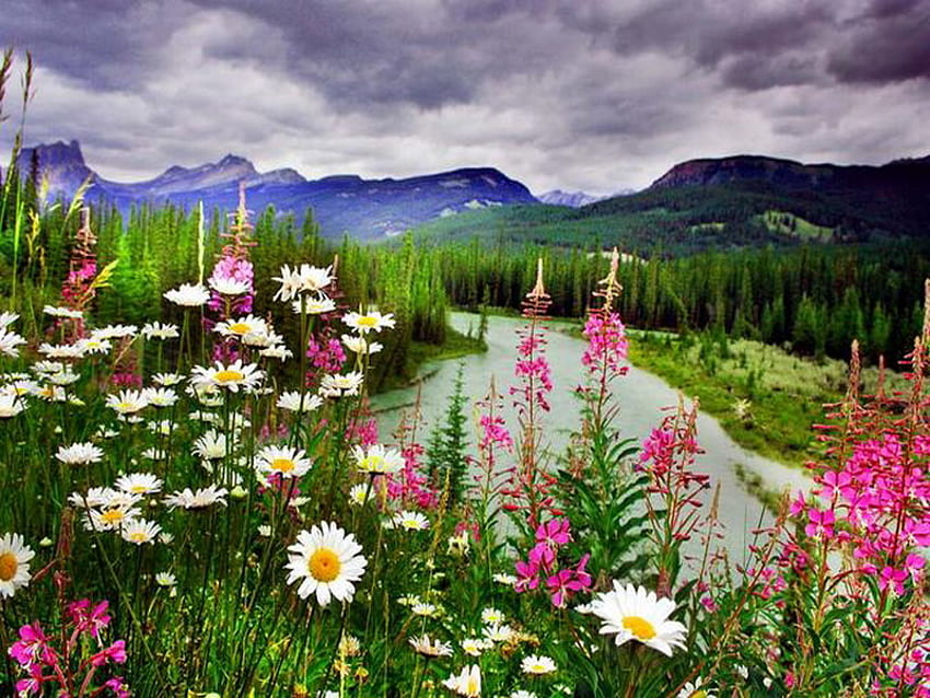 montaña, río, verano, colorido, flor fondo de pantalla