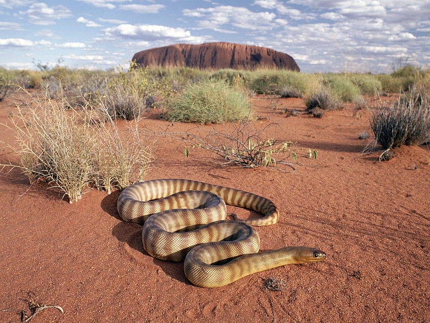 Woma Python, jeden z wielu rdzennych węży znalezionych na Uluru Tapeta HD