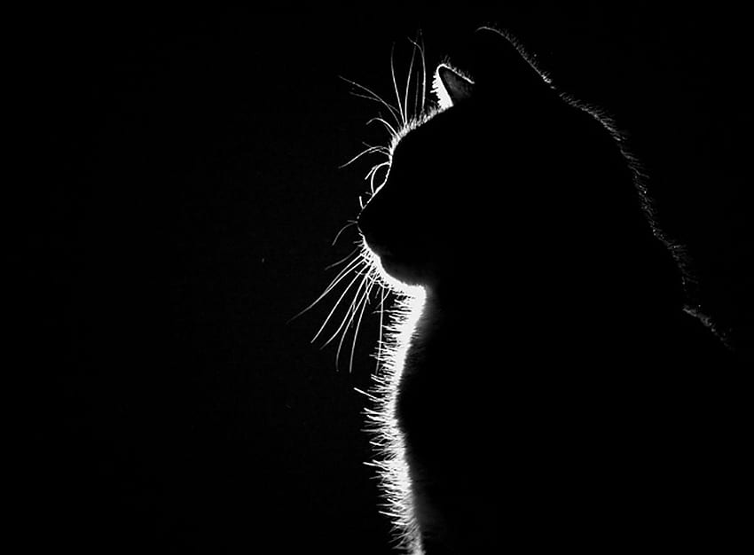 chats silhouette assis Animaux Zoo 933084 [] pour votre , Mobile & Tablette. Explorez la silhouette de chat. Silhouette pour les murs, Silhouette d'arbre, Silhouette de femme, Silhouette noire Fond d'écran HD