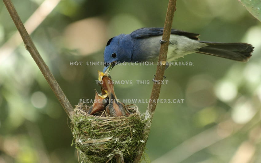 colorido pájaro alimentando bebés animales bebé, nido de pájaro fondo de pantalla