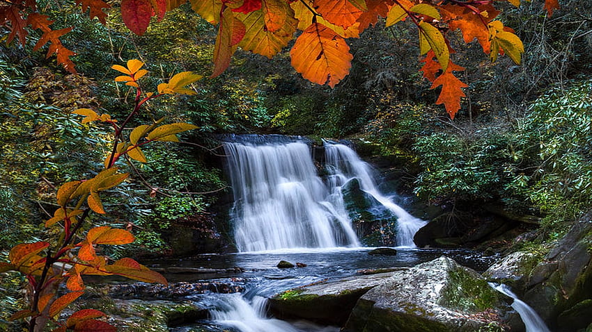 ノースカロライナ州ロビンズビル近くのイエロークリーク滝、川、葉、カスケード、木、秋、色、アメリカ 高画質の壁紙