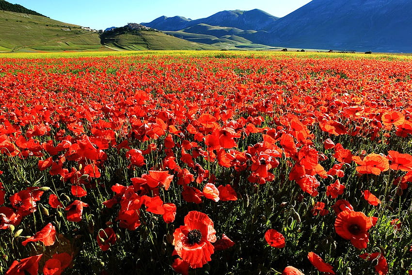Eye popping, blue sky, poppies, black, field, green, red, mountains HD wallpaper