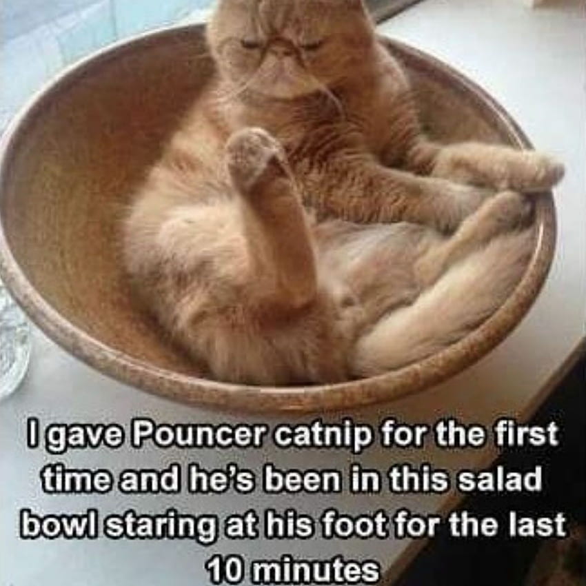 Funniest Cat Memes Ever, Funny Cat Memes HD phone wallpaper