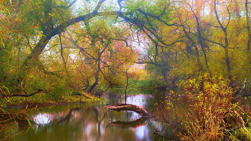 Autumn in southern Michigan wetlands, colors, trees, usa, fall, landscape HD wallpaper
