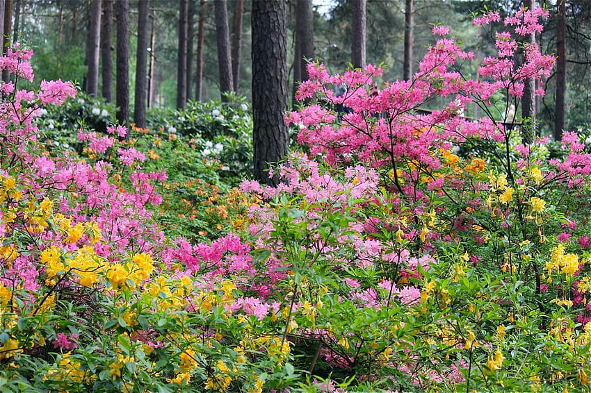 Haaga Rhododendron Park เฮลซิงกิ ฟินแลนด์, Haaga, Rhododendron, เฮลซิงกิ, สวนสาธารณะ, ฟินแลนด์ วอลล์เปเปอร์ HD