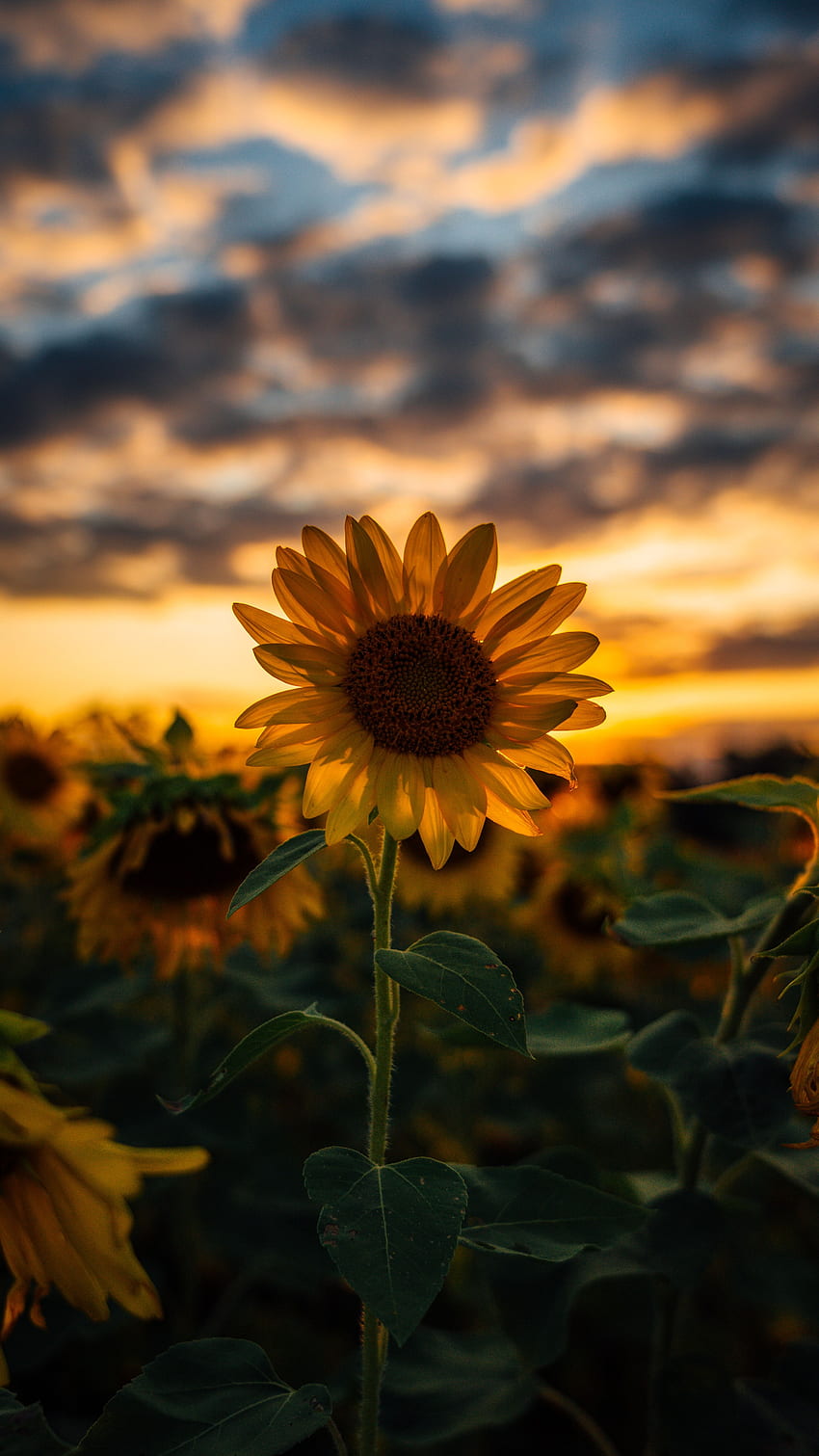 Girasol: [HQ], lindo girasol amarillo fondo de pantalla del teléfono |  Pxfuel