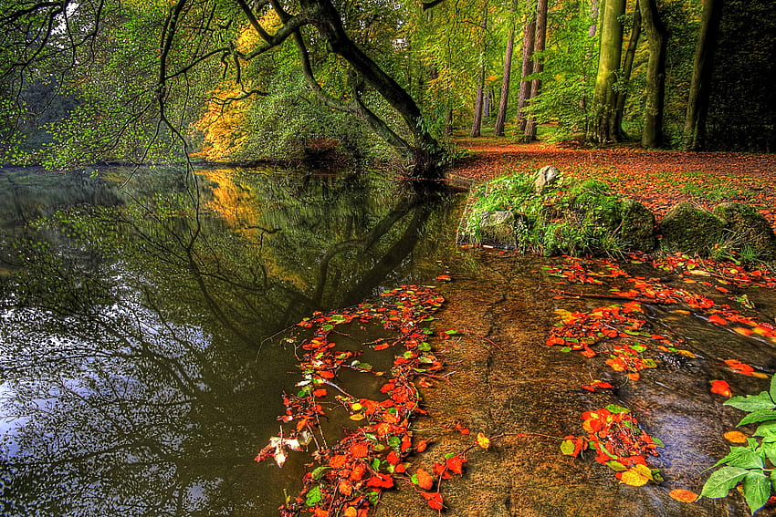 Natura, drzewa, jesień, liście, park, talerz, staw, płyta Tapeta HD