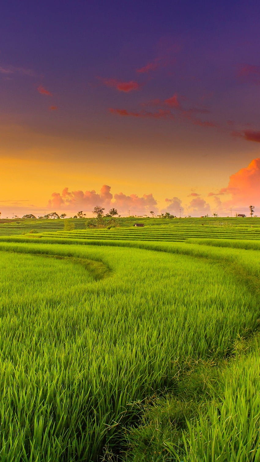 Green Landscape, Field, Paddy Field, Clouds HD phone wallpaper