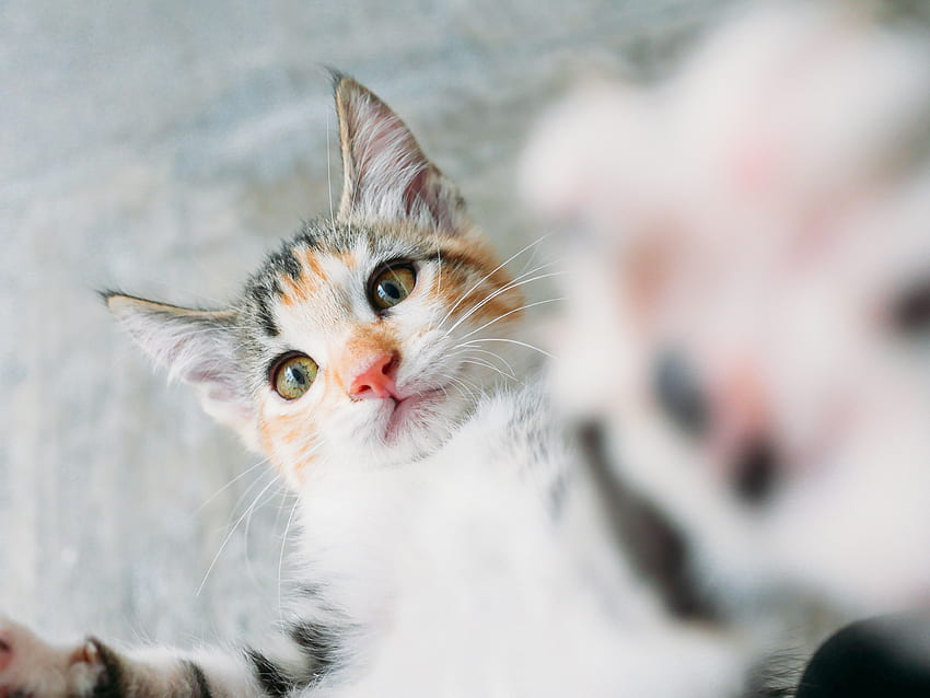 Animals, Cat, Kitty, Kitten, Selfie, Selfies HD wallpaper