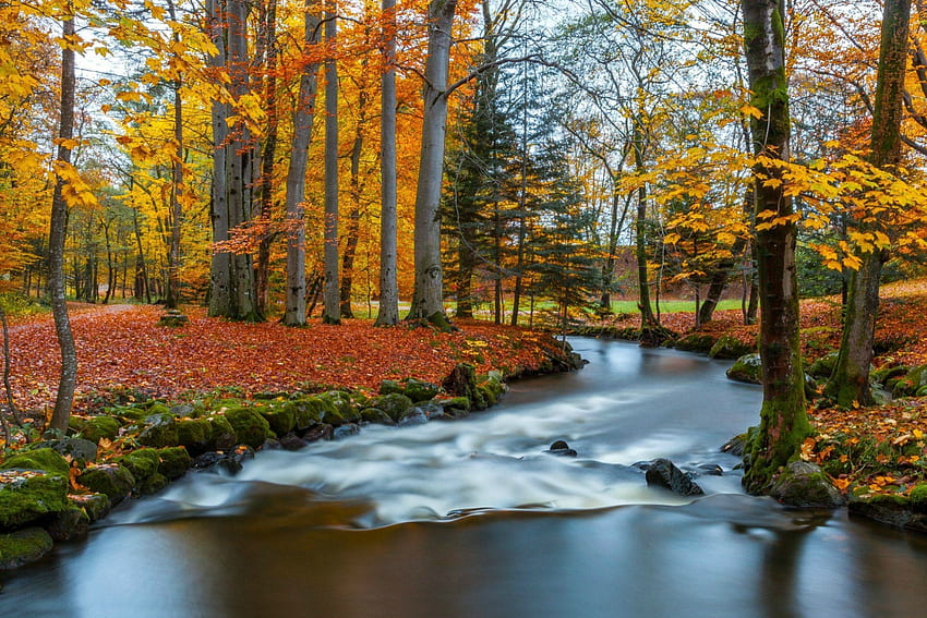 Есенни цветове, река, листа, есен, дървета, есен, скали, гора HD тапет