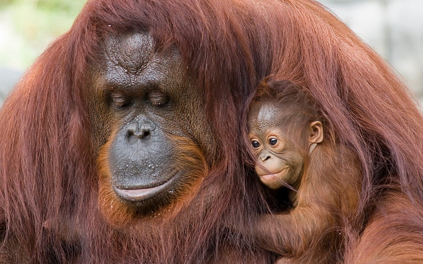 Орангутан мама и бебе - Орангутан и техните малки - HD тапет