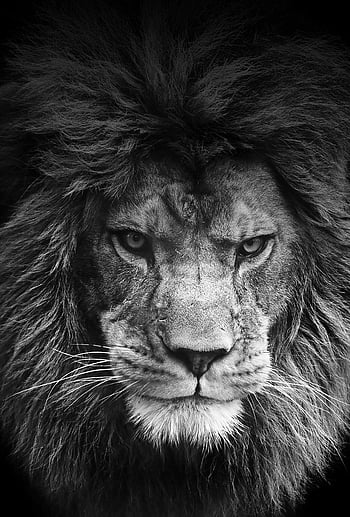 lion hd mobile wallpaper