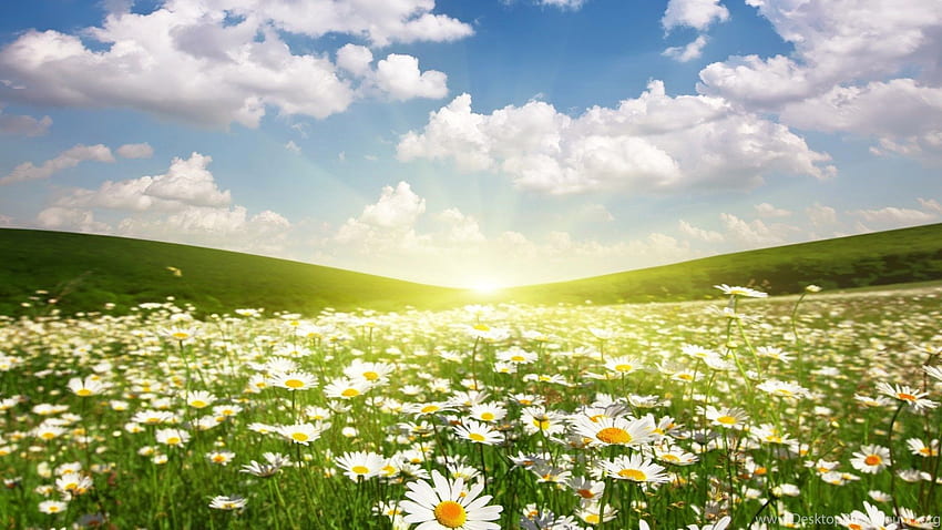 BFBB6E Color : Field Daisies Sunshine Fields Spring. Background HD wallpaper